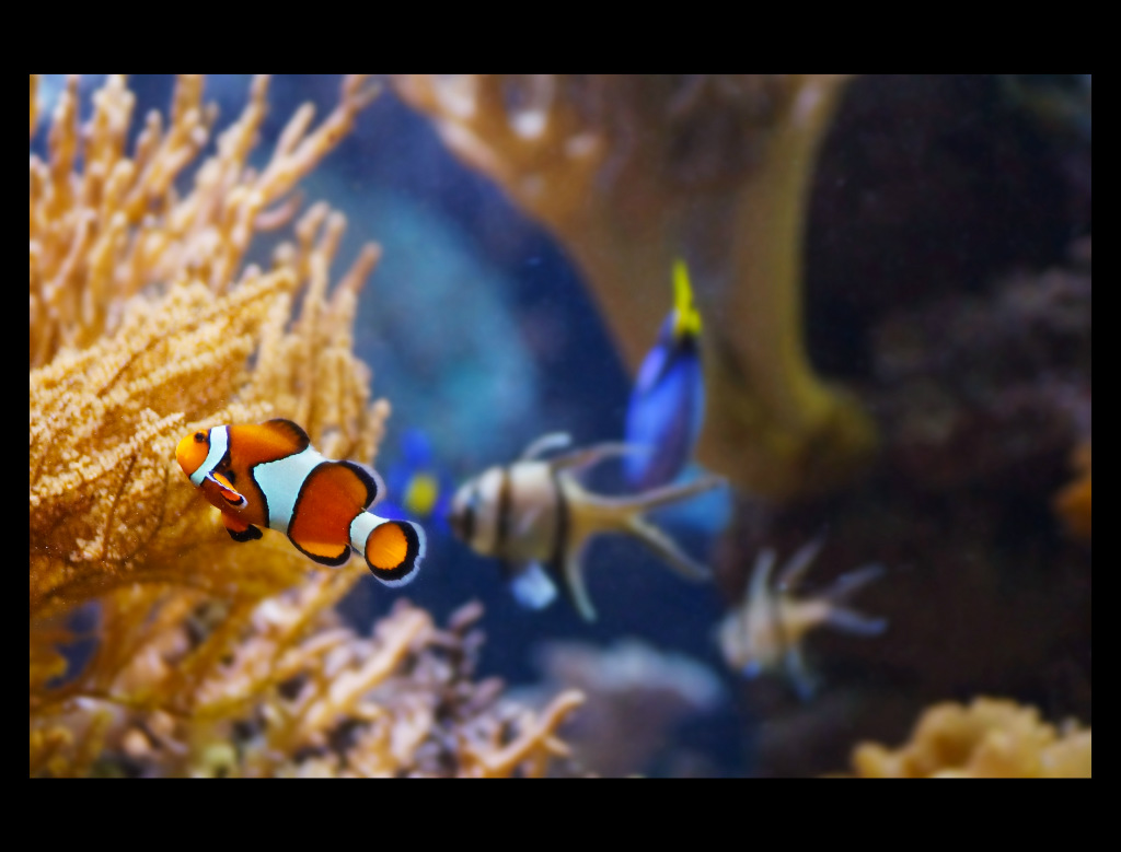 Nemo.