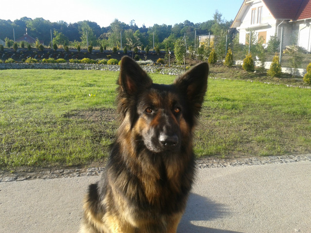 Hera w ogrodzie. 