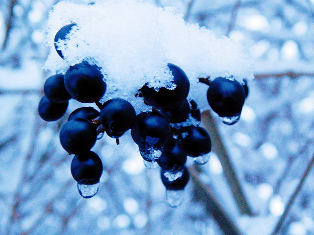 Snooow!