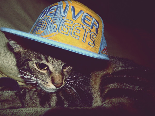 Leo swager cat 