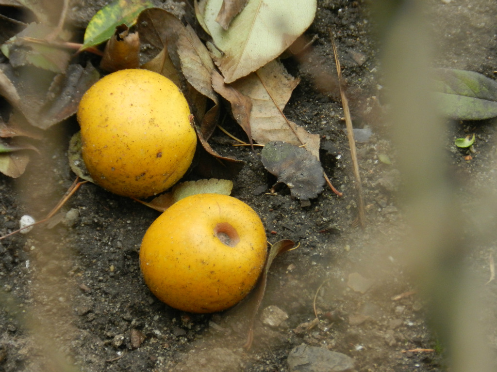 pigwowiec japoski