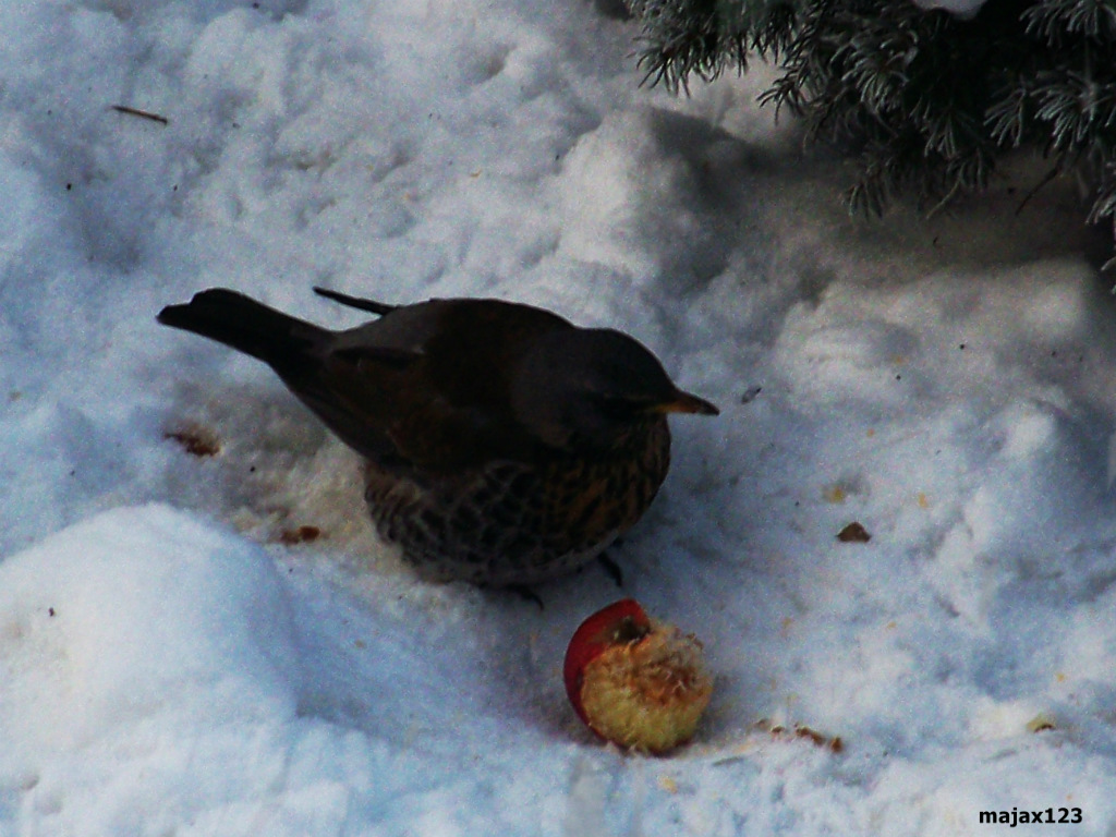 winter 