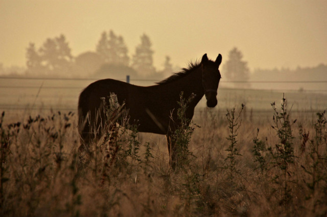 09.08.2010 witoszewo