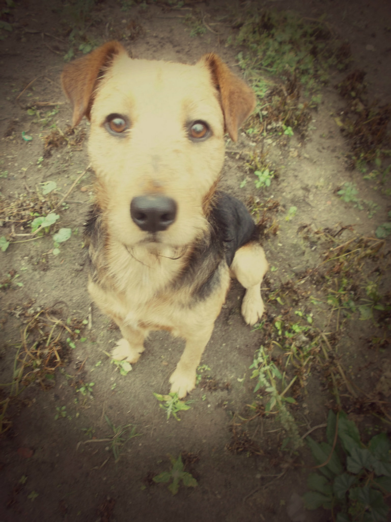 my dog ;***