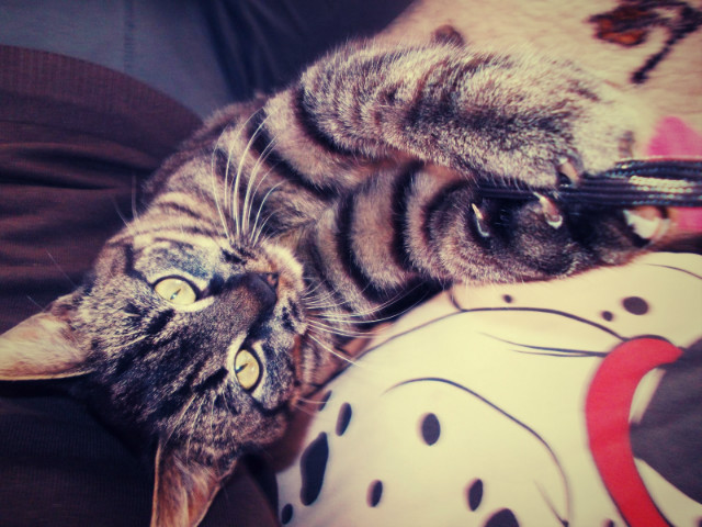 Mrr... meow :3