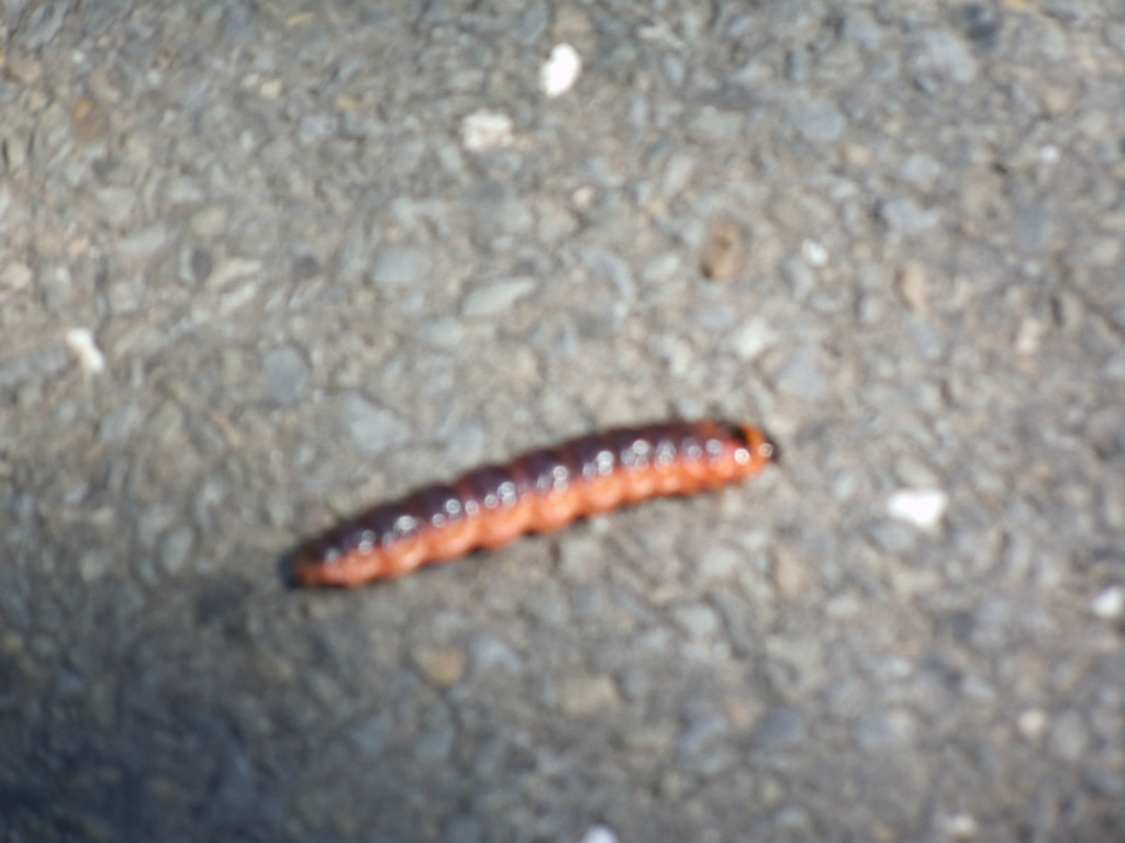 Gosiennica