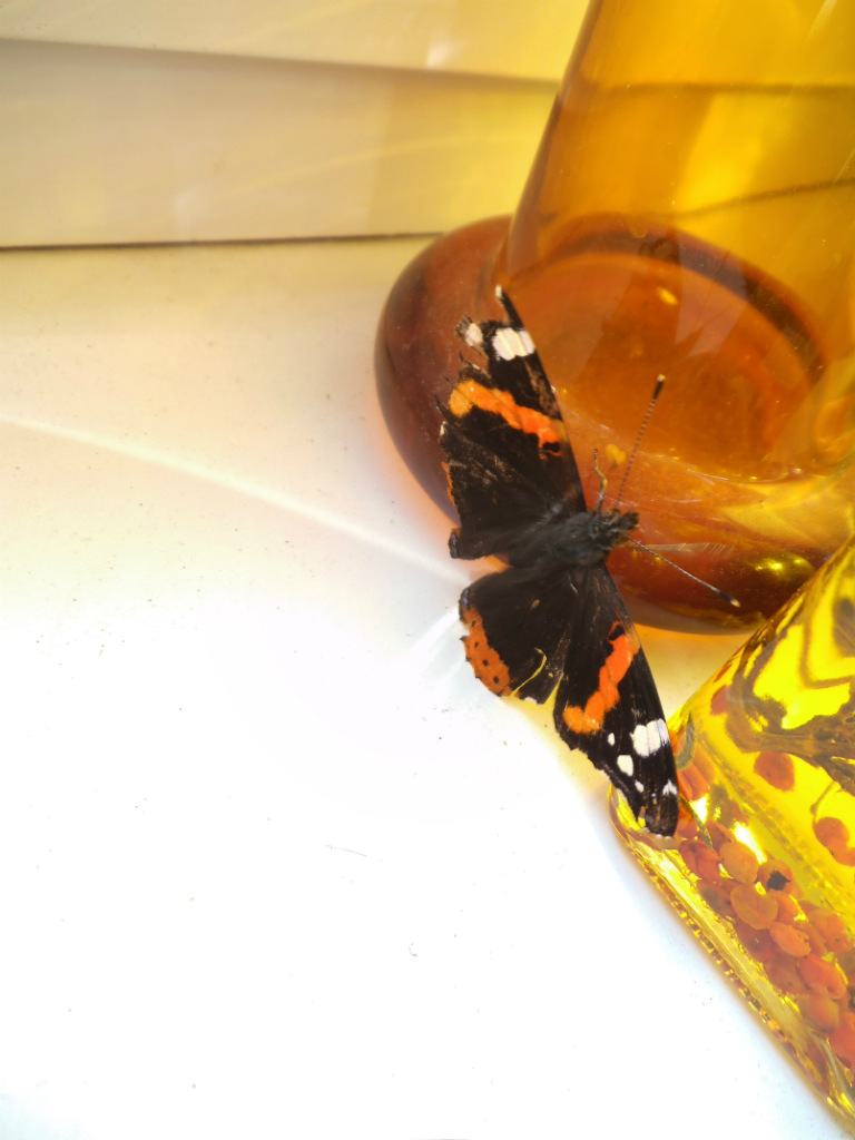 Motyl