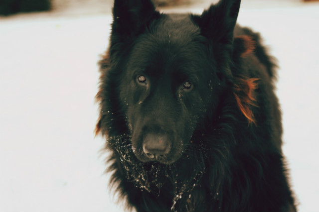 blue dog