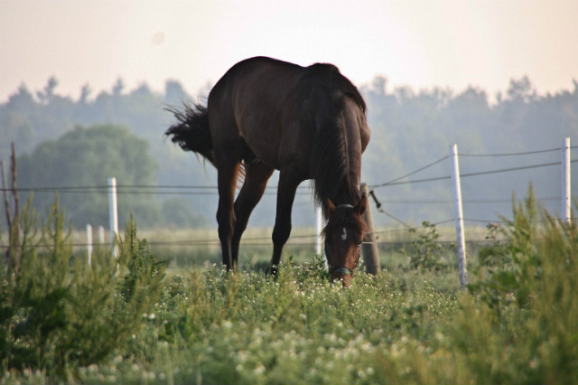 14.07.2010 witoszewo