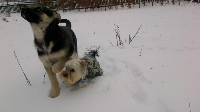 Rasti i Rex