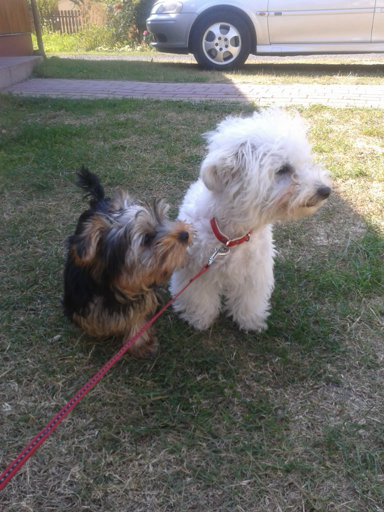 Rasti i Rubi 