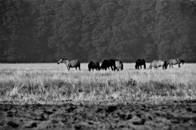 09.08.2010 witoszewo