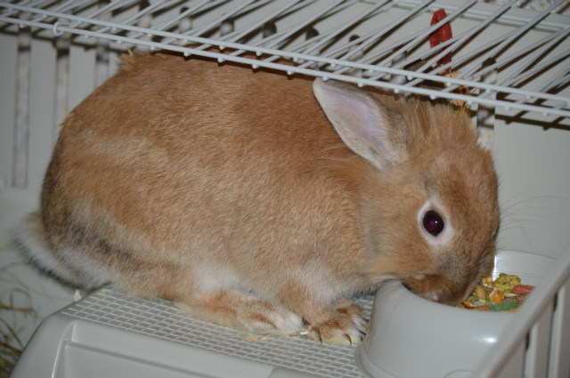 Foczunia :*
