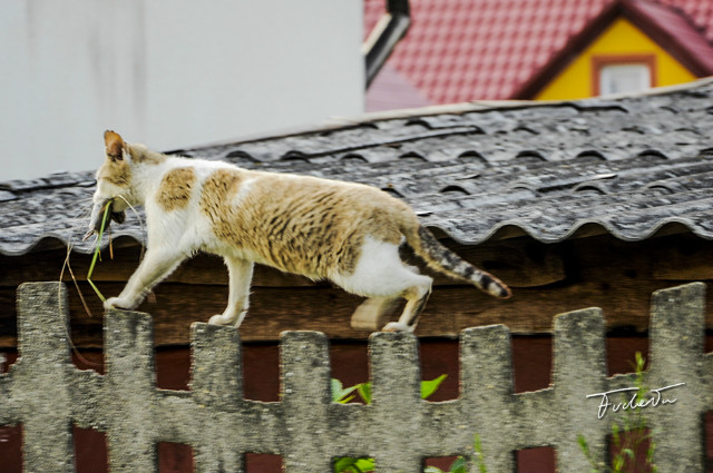 Kote