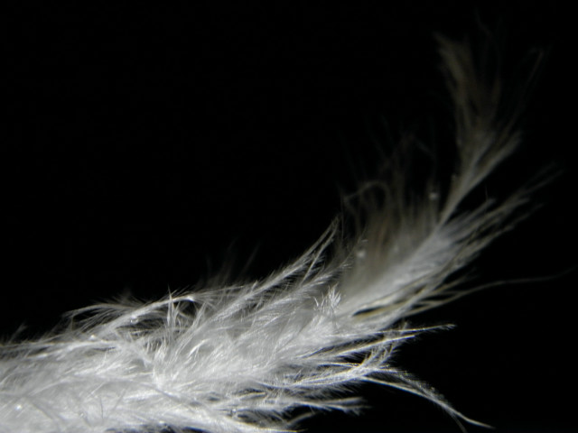 feather