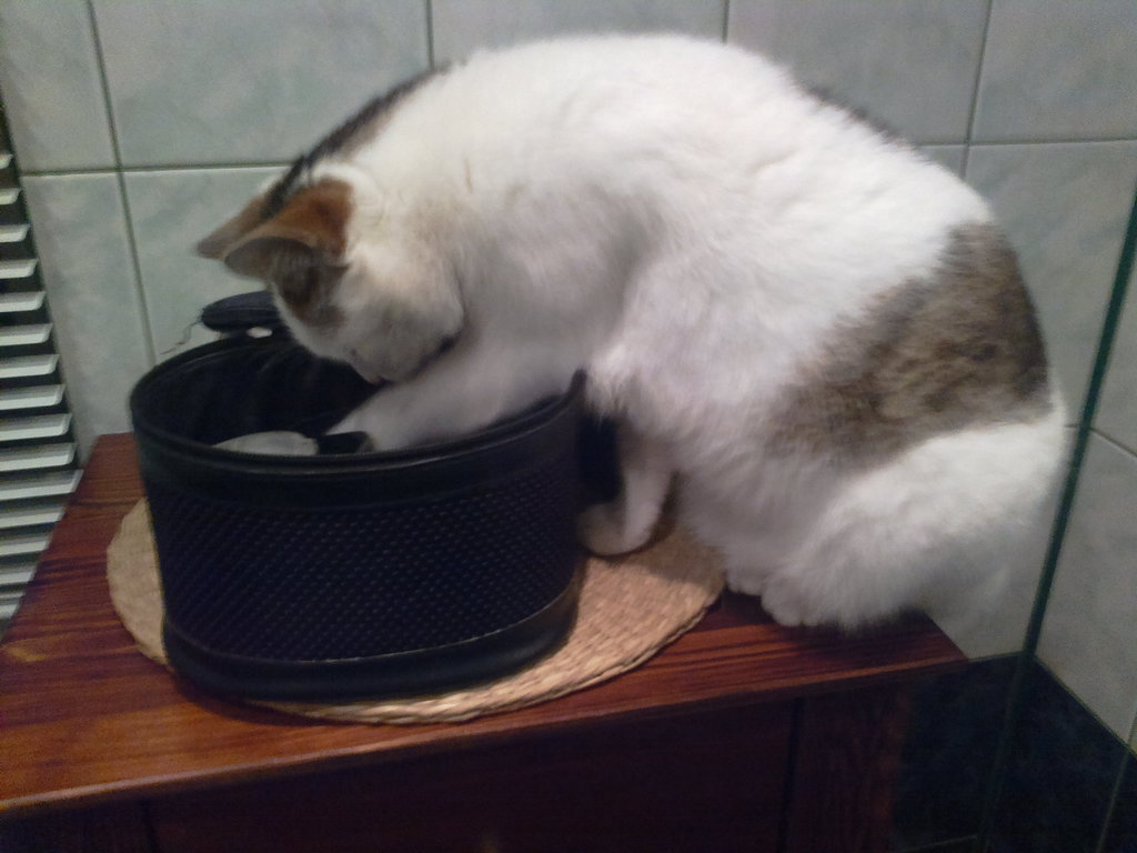kotek