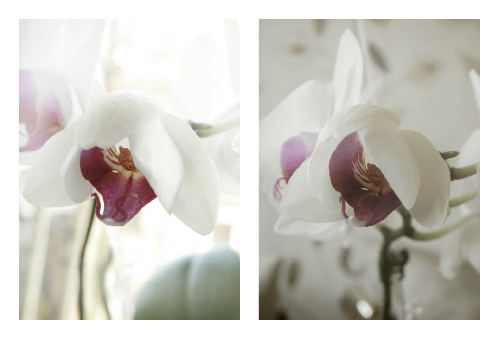 pure&orchidea