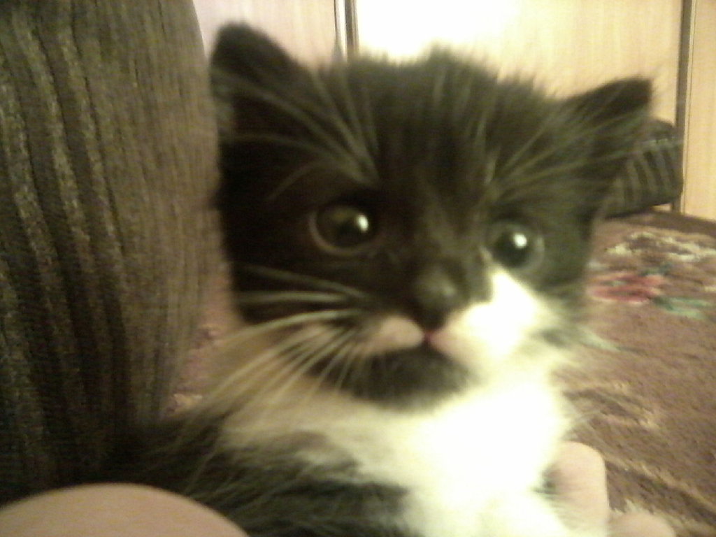 Mj Lucu 
