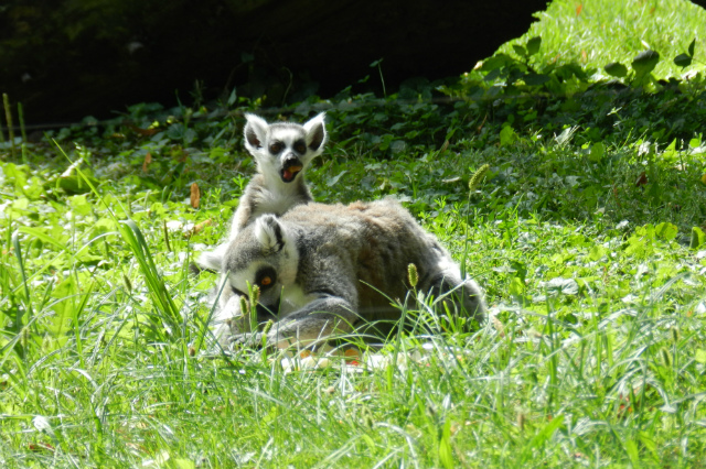 lemurki