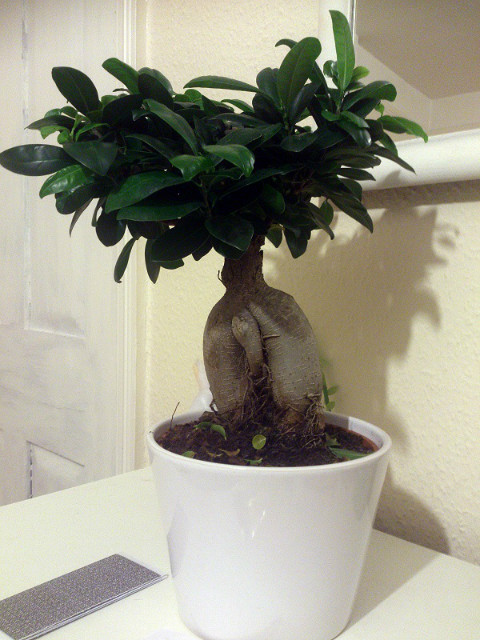 Bonsai Ficus Ginseng