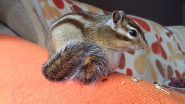 Alvin 