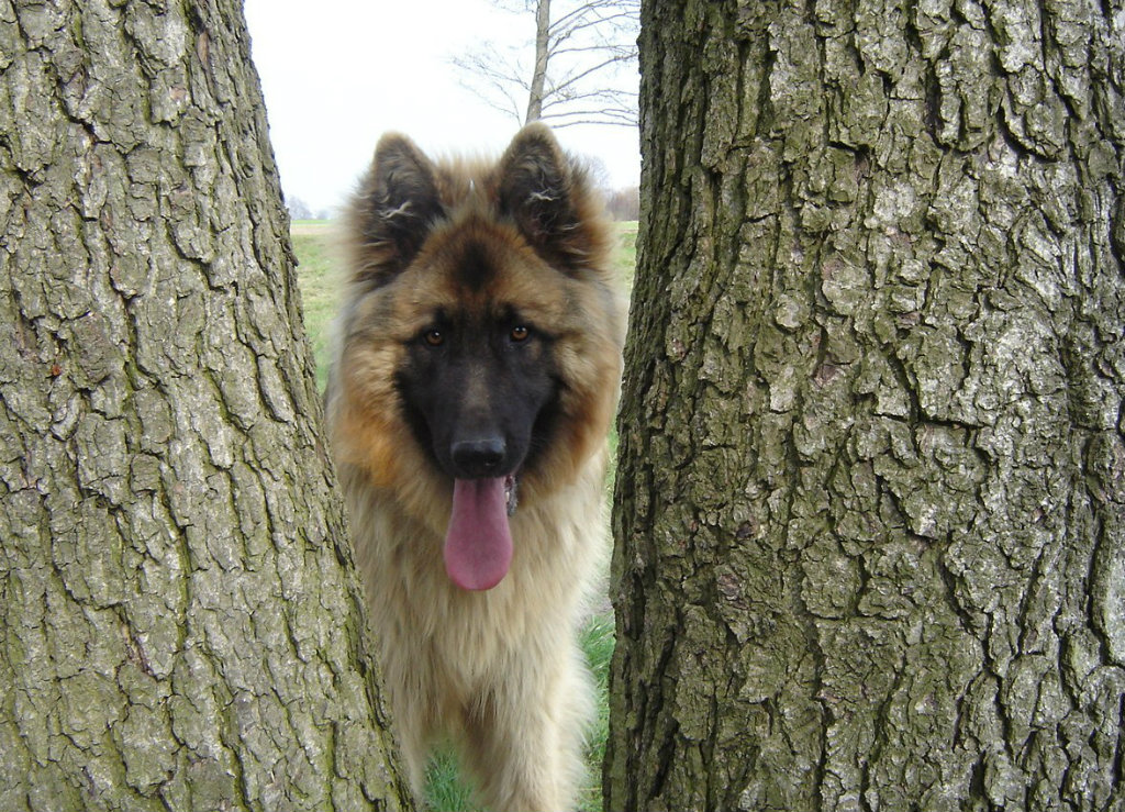 ARES 