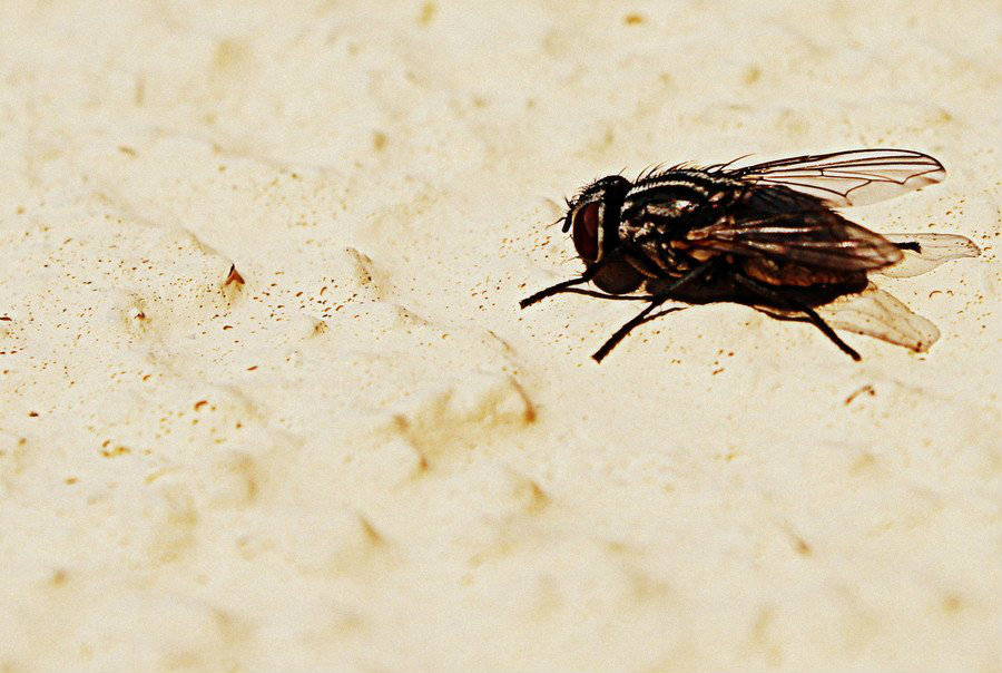 fly mucha