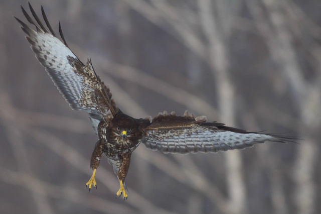 Myszow (buteo buteo)