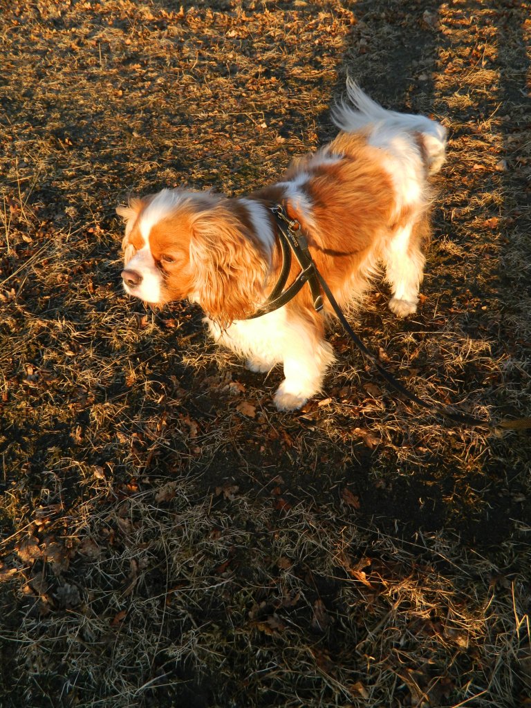 Teddy 