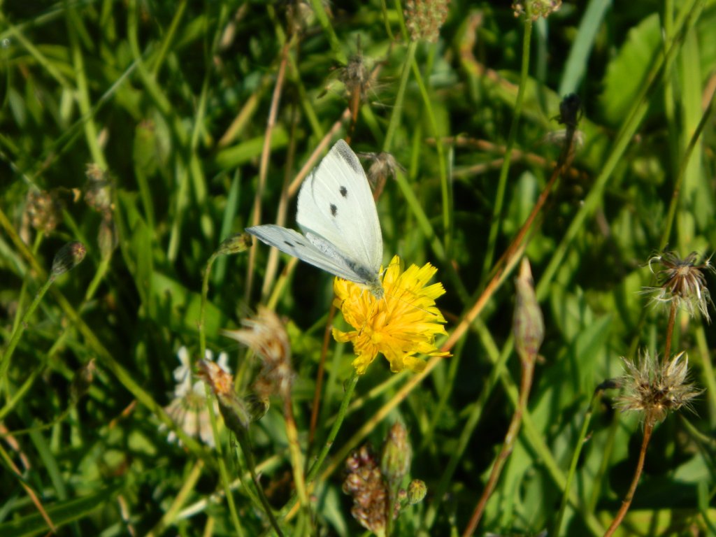 **Motyl**