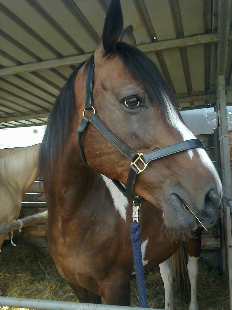 Flicka 