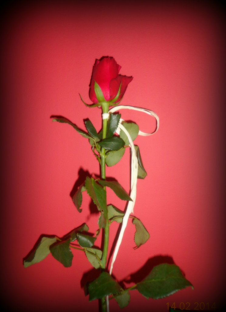 Happy Day's :)  