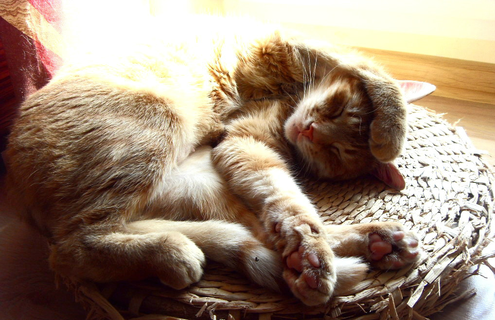 Gato