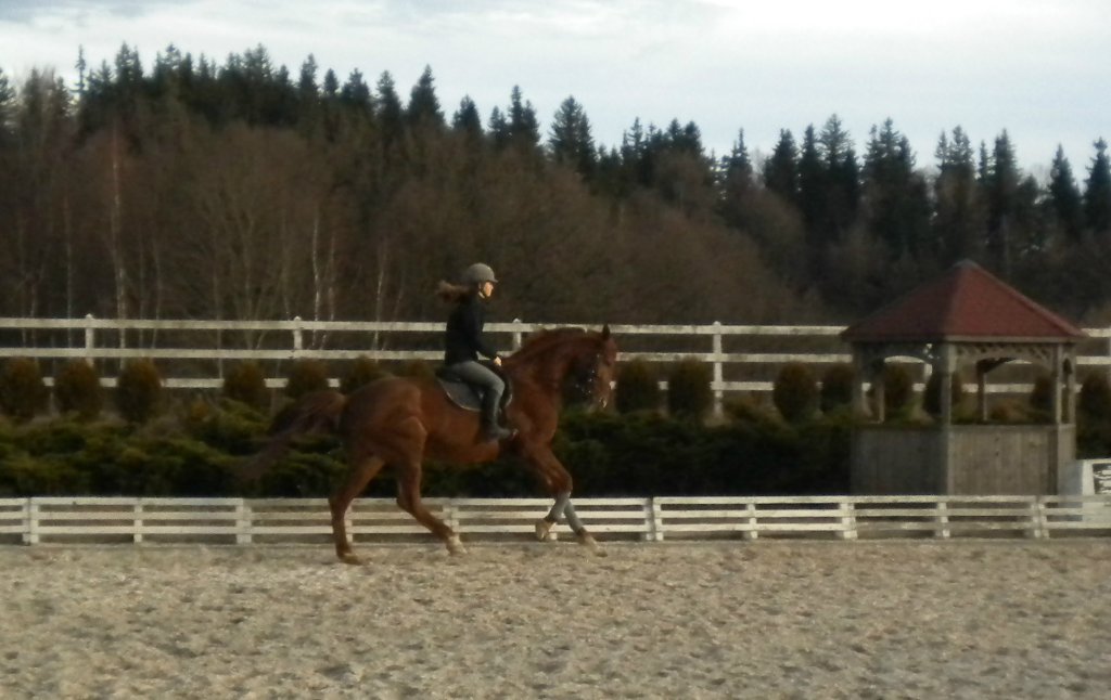 Dressage part Why