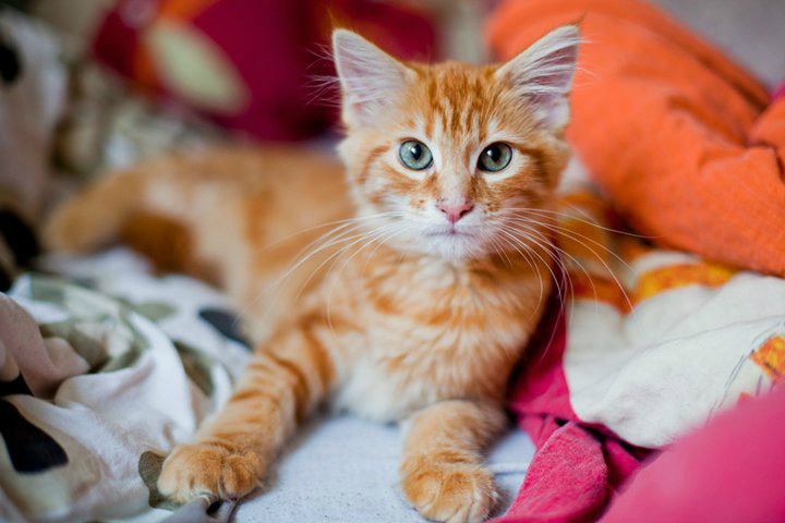 Sammy