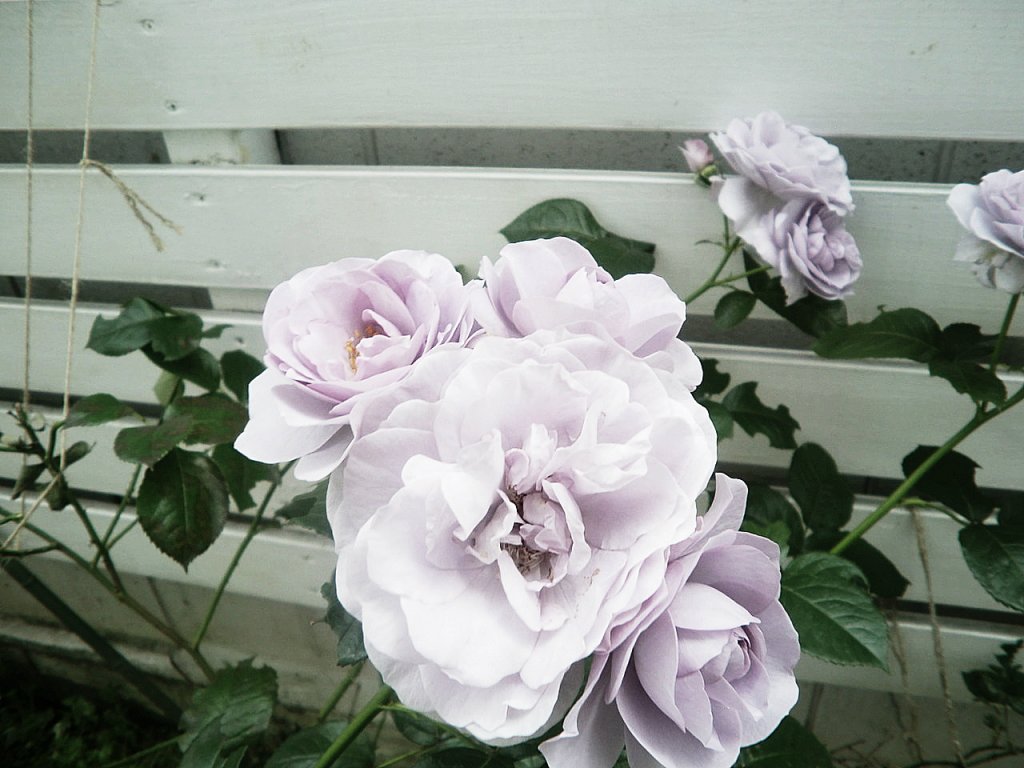 flowers, not misadventure