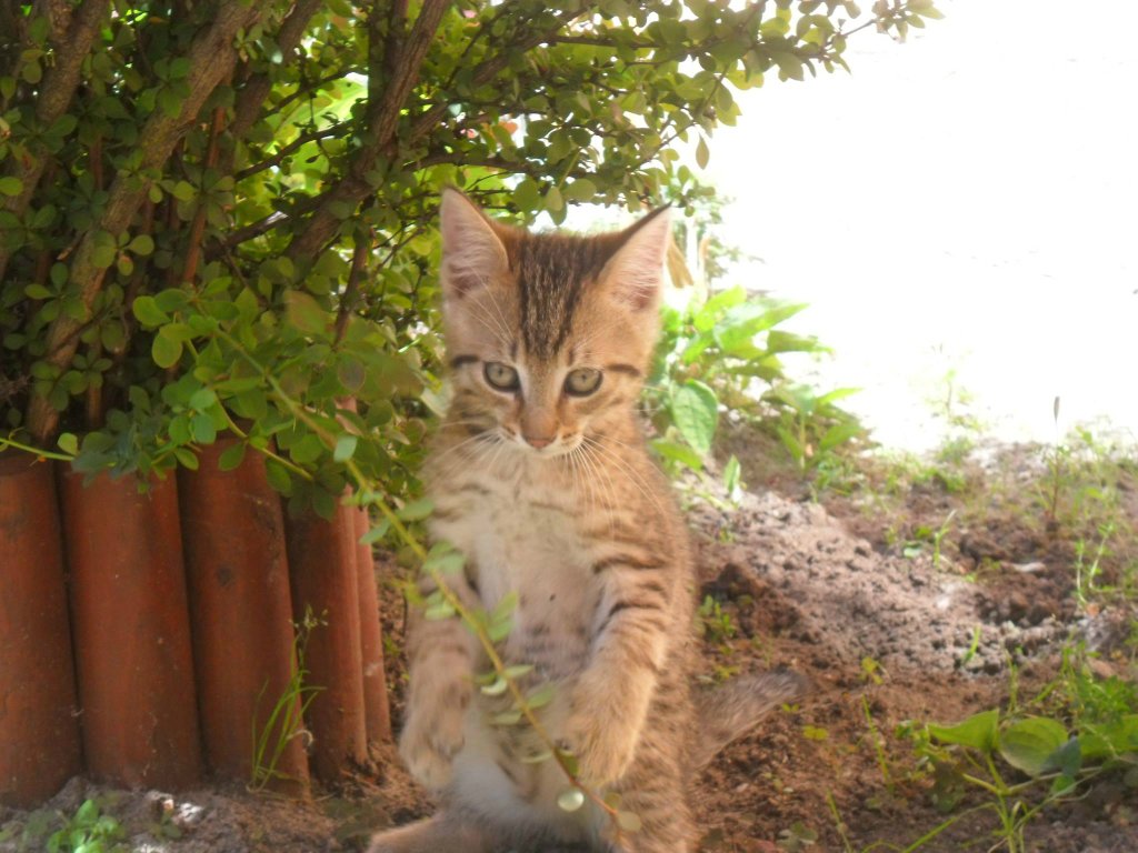 Brutus