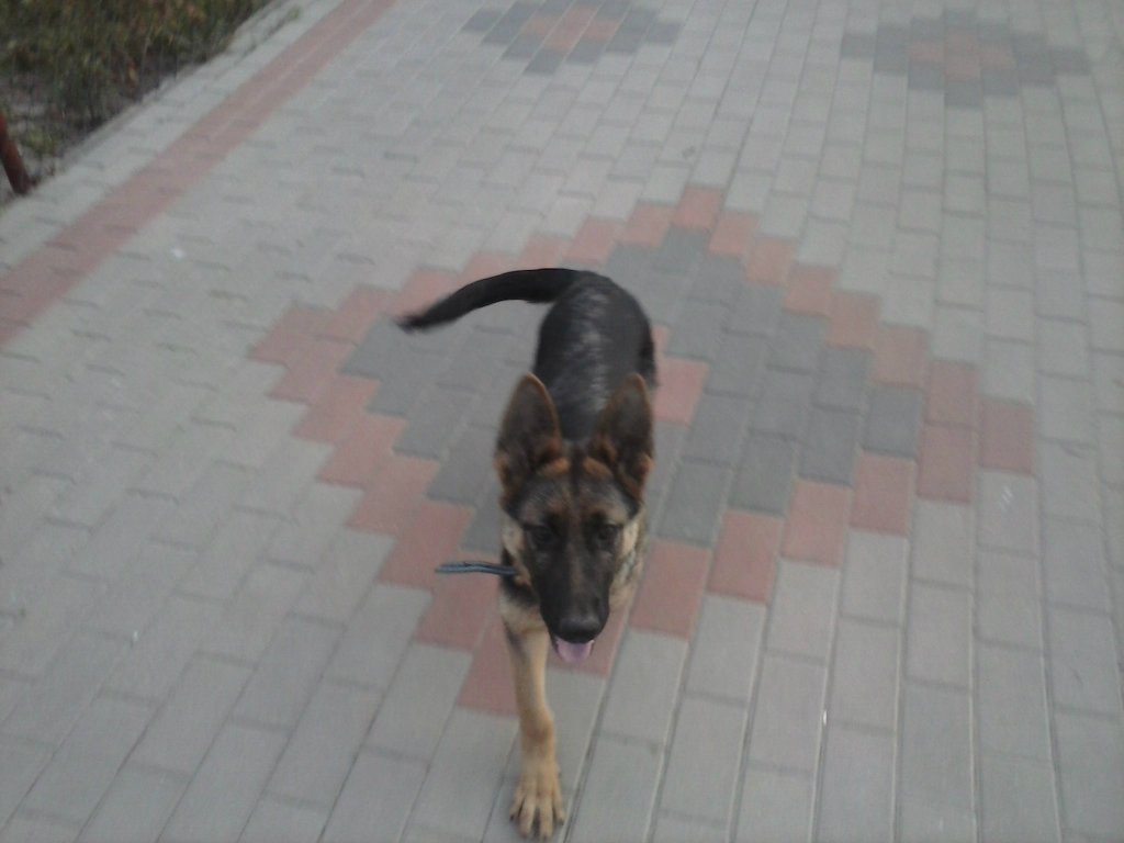 moja maa wariatka