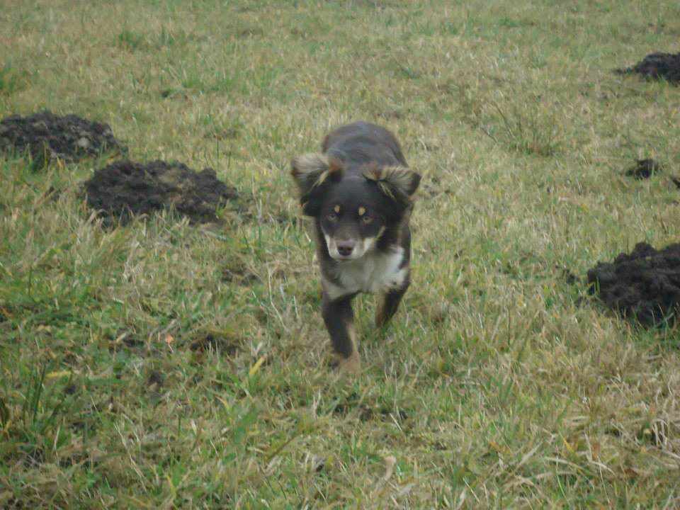 Bianka/Magdy dog :p 