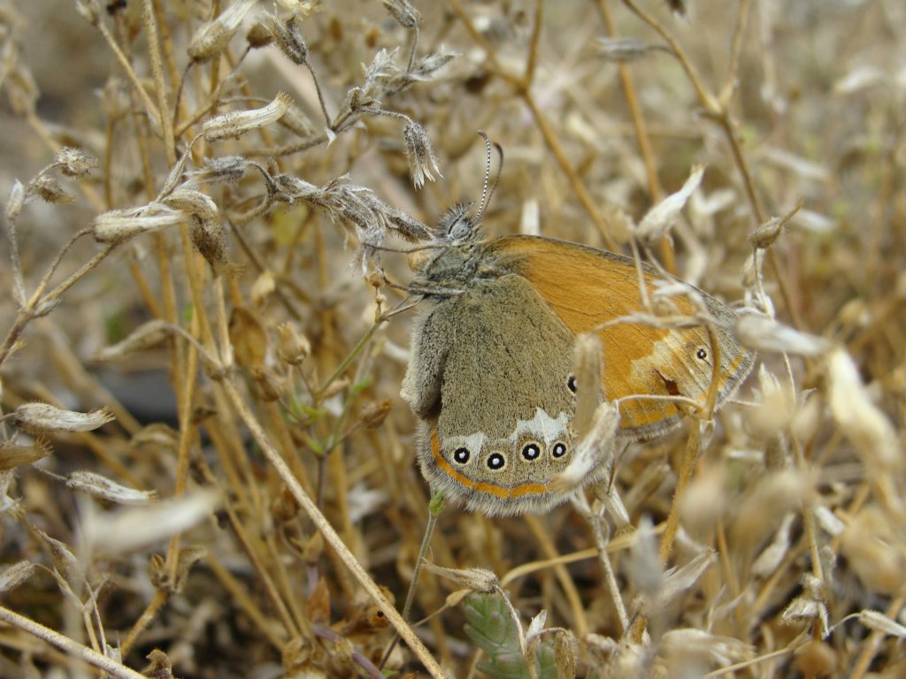 motyl :)