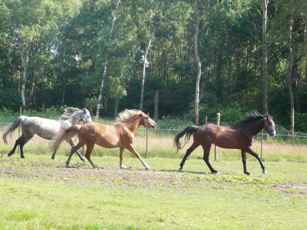 Wielgowskie stadko