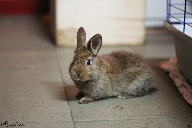 19.02.2014 DO ADOPCJI