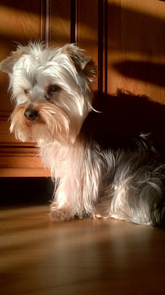 Zamylony pies? :**