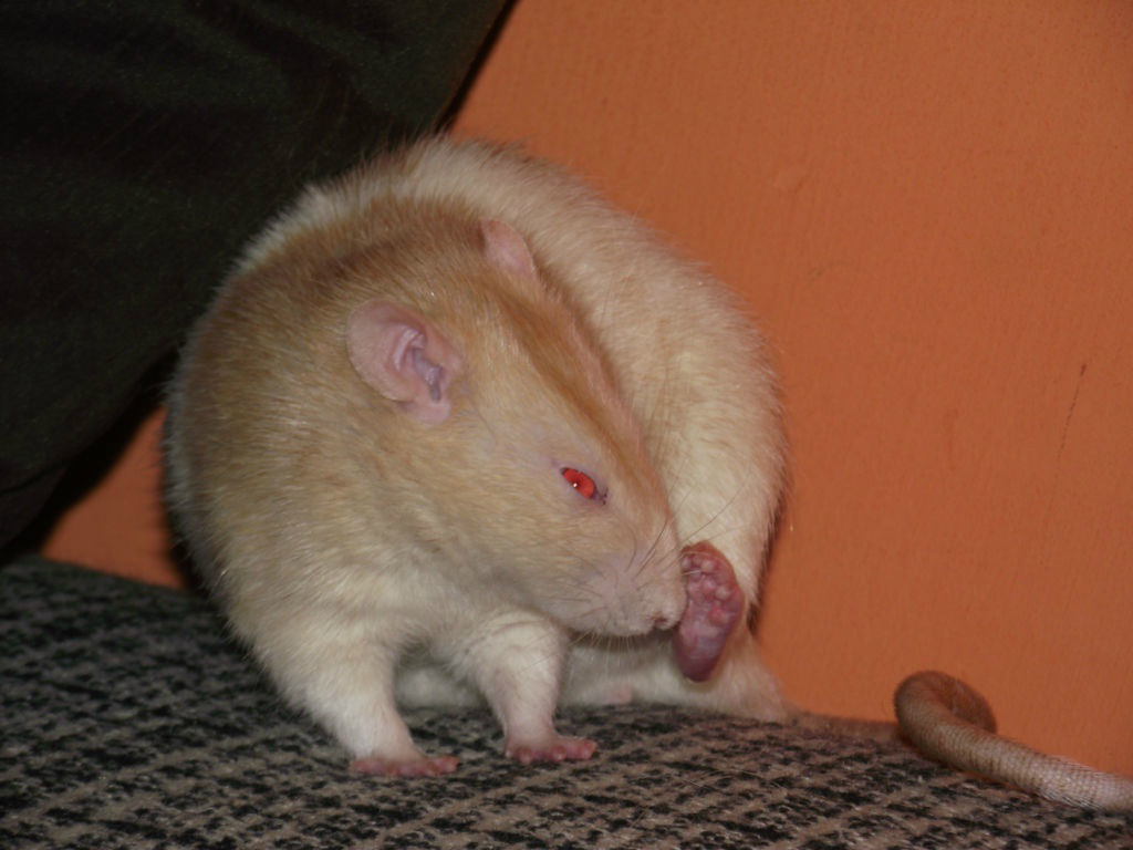 Albert :)