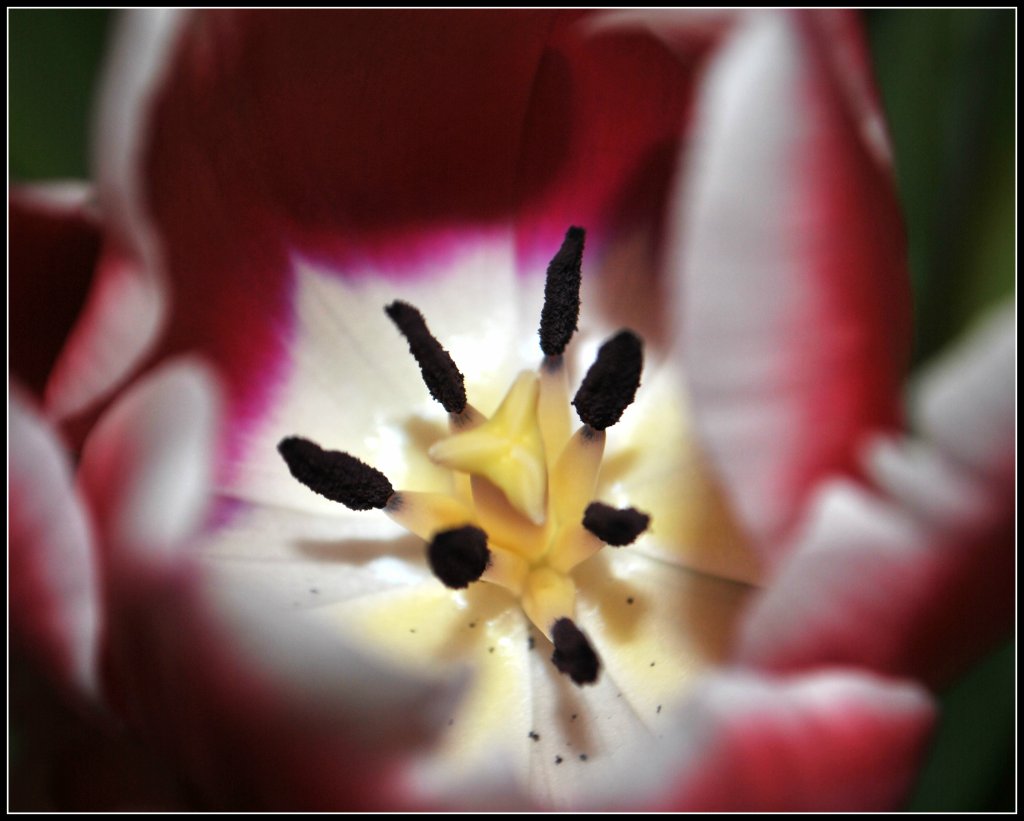 bo uwielbiam tulipany