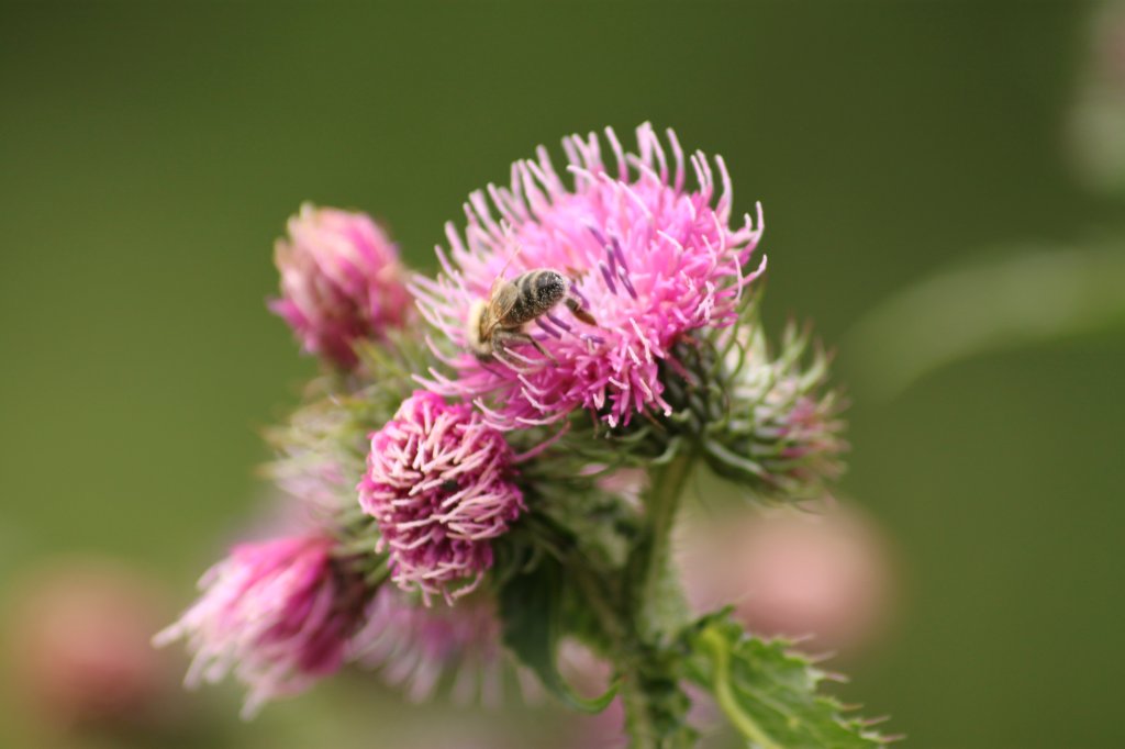 Aller&#248;d