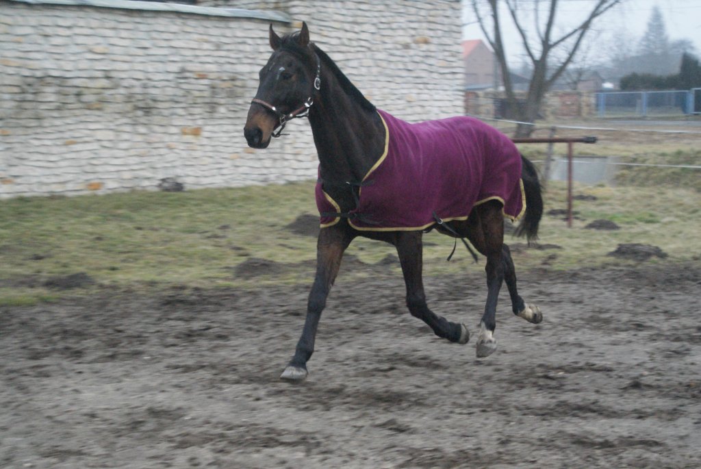 Taki Elliocik