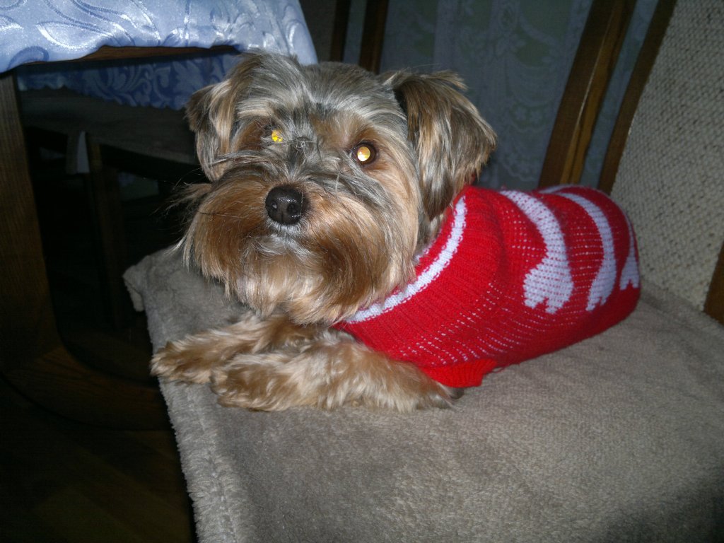 misiu :)
