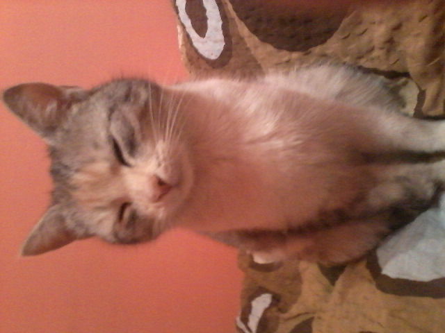 Moja Kejti ;*