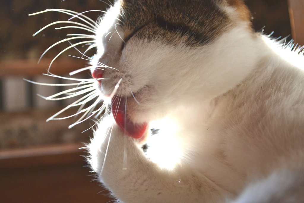 catcatcatcatcat